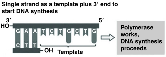 Use the figure to answer the following question.   Referring to the figure, what bases will be added as DNA replication proceeds on the bottom strand? A)  5′ C, A, G, C, A, G, A 3′ B)  3′ T, C, T, G, C, T, G 5′ C)  5′ A, G, A, C, G, A, C 3′ D)  3′ G, T, C, G, T, C, T 5′ 
