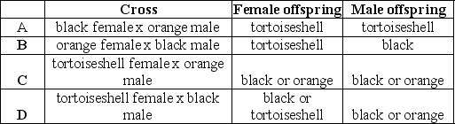 In cats, an X-linked locus is responsible for fur color. There are two known alleles at this locus. One results in black fur color; the other results in orange color. A heterozygote animal has patches of orange and black fur (tortoiseshell) . Which of the following outcomes represents all of the possible offspring from the cross provided. Assume all cats have two sex chromosomes.   A)  A B)  B C)  C D)  D 