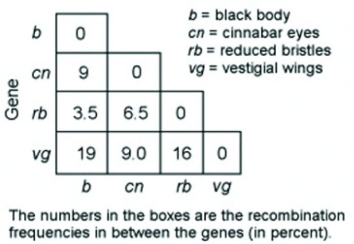 Use the following information to answer the question.   In a series of mapping experiments, the recombination frequencies for four different linked genes of Drosophila were determined as shown in the figure. Based on this information, what is the order of these genes on a chromosome map? A)  rb-cn-vg-b B)  cn-rb-b-vg C)  b-rb-cn-vg D)  vg-cn-b-rb 