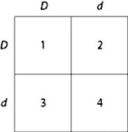 Use the figure and the following description to answer the question. In a particular plant, leaf color is controlled by gene locus D. Plants with at least one allele D have dark green leaves, and plants with the homozygous recessive dd genotype have light green leaves. A true-breeding, dark-leaved plant is crossed with a light-leaved one, and the F1 offspring is allowed to self-pollinate. The predicted outcome of the F1 cross is diagrammed in the Punnett square shown in the figure, where 1, 2, 3, and 4 represent the genotypes corresponding to each box within the square.   Which of the boxes marked 1-4 correspond to plants that will be true-breeding? A)  1 and 4 only B)  2 and 3 only C)  1, 2, 3, and 4 D)  1 only 