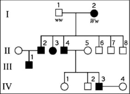The following question refers to the figure of a family's pedigree chart, some of whose members exhibit the dominant trait, W. Affected individuals are indicated by a dark square or circle.   What is the likelihood that a future child of IV-3 and IV-4 will have the trait? A)  0% B)  50% C)  75% D)  100% 