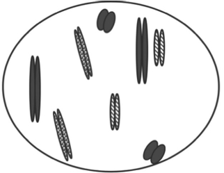  The figure represents the nucleus of an animal cell about to enter mitosis. How many different chromosomes are present in the diagram? A)  1 B)  4 C)  8 D)  16 