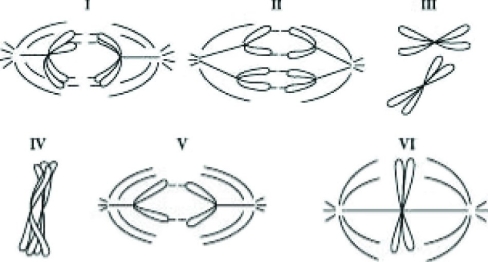 Cells from a diploid protist with n=1 are followed through mitosis and meiosis. The drawings in the figure below represent the chromosomes. Refer to the drawings and answer the following question(s) .   Which diagram represents prophase of mitosis? A)  I B)  III C)  IV D)  VI 