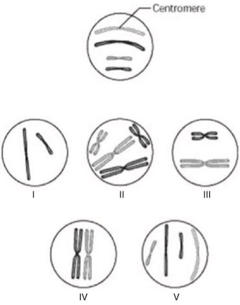 The unlettered circle at the top of the accompanying figure shows a diploid nucleus with four unreplicated chromosomes. The circles labeled 1 to 5 show various combinations of these chromosomes.   Which chromosomal configuration would be observed at prometaphase of mitosis? A)  II B)  III C)  IV D)  V 