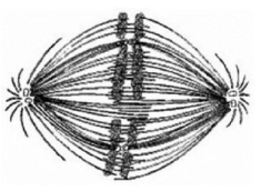 Use the figure to answer the question below.   If the cell whose nuclear material is shown in the accompanying figure continues toward completion of mitosis, which of the following events would occur next? A)  spindle formation B)  nuclear envelope breakdown C)  formation of telophase nuclei D)  segregation of daughter chromosomes 