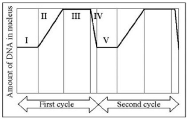   Amount of DNA per nucleus over the cell division cycle. Which numbered regions of the accompanying figure represent the DNA content associated with cells at metaphase? A)  II and IV B)  II only C)  III only D)  IV only 