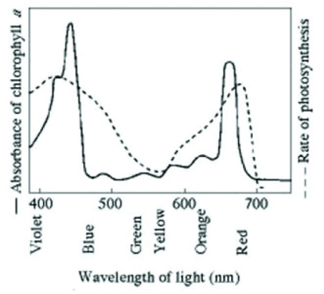   The accompanying figure shows the absorption spectrum for chlorophyll a and the action spectrum for photosynthesis. Which of the following statements best explains the low rate of photosynthesis at 550 nm? A)  Green and yellow wavelengths inhibit the absorption of red and blue wavelengths. B)  Oxygen given off during photosynthesis interferes with the absorption of light. C)  Other photosynthetic pigments absorb light in addition to chlorophyll a. D)  Chlorophyll a does not absorb 550 nm light well. 