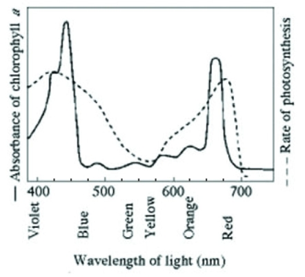   Based on the accompanying figure, which of the following wavelengths of light is most effective in driving photosynthesis? A)  440 nm B)  575 nm C)  660 nm D)  720 nm 