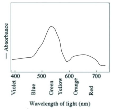   The accompanying figure shows the absorbance spectrum for a photosynthetic bacterium that appears purple. Which of the following wavelengths of light are maximally absorbed by this organism? A)  red and orange B)  violet and blue C)  green and yellow D)  yellow and orange 