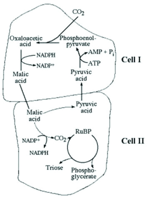   In which cell of the accompanying figure would elevated oxygen concentrations have the greatest inhibitory effect on carbon fixation reactions? A)  cell I only B)  cell II only C)  neither cell I nor cell II D)  both cell I and cell II 
