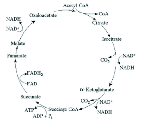   The citric acid cycle. Which of the following is the most likely effect on the rates of ATP and CO<sub>2</sub> production if yeast cells growing in minimal medium lacking glucose are provided with supplemental acetyl-CoA? A)  There would be no change in ATP production, but the rate of carbon dioxide production would increase. B)  The rates of ATP production and carbon dioxide production would both increase. C)  The rate of ATP production would increase, but the rate of carbon dioxide production would decrease. D)  The rates of ATP and carbon dioxide production would both decrease. 