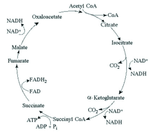   The citric acid cycle. If pyruvate oxidation is blocked, what is the most likely effect on the levels of oxaloacetate and citrate in the citric acid cycle shown in the accompanying figure? A)  Oxaloacetate will decrease and citrate will accumulate. B)  Oxaloacetate will accumulate and citrate will decrease. C)  Both oxaloacetate and citrate will decrease. D)  Both oxaloacetate and citrate will accumulate. 