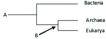 Use the following figure to answer the question.   Describe groups labeled A and B. A)  A is the most recent species to evolve on Earth whereas B is an ancestor of group  A  B)  A is the most recent species to evolve on Earth whereas B is the last common ancestor of Archaea and Eukarya C)  A is the common ancestor of all life whereas B is the common ancestor of Bacteria and Archaea D)  A is the common ancestor of all life whereas B is the last common ancestor of Archaea and Eukarya 