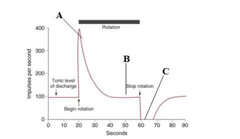   -The figure above represents the response of a hair cell in the crista ampullaris of the semicircular canal to stimulation by rotation in a human subject. With the subject's eyes closed, the subjective sensation of rotation will be absent at which point(s) ? A) A B) B C) C D) A and C