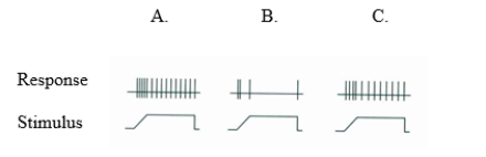 Which figure below represents the response of the most rapidly adapting receptor to the stimulus?  
