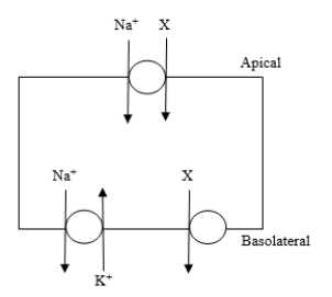 The diagram shows a model cell that transports substance X across the cell membrane. The cell is equipped with a Na<sup>+</sup>-K<sup>+</sup>-ATPase pump as shown. Substance X enters the cell by a coupled transport mechanism and exits the cell by carrier-mediated diffusion. Treatment with a substance that inhibits the Na<sup>+</sup>-K<sup>+</sup>-ATPase pump inhibits the transport of X by which of the following mechanisms?   A) Decreased intracellular K<sup>+</sup> concentration B) Decreased intracellular Na<sup>+</sup> concentration C) Increased intracellular K<sup>+</sup> concentration D) Increased intracellular Na<sup>+</sup> concentration