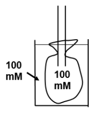  The diagram shows a bag (with permeability characteristics similar to that of a normal cell) that contains a 100 mM solution of urea at time zero. The bag is placed in a beaker containing 100 mM glucose. Which of the following best describes the tonicity and osmolarity of the glucose solution as well as any changes in bag volume (assume that the bag volume is infinitely small compared to beaker volume)?    \begin{array}{lll}\underline{\text {Osmolarity}}& \underline{\text {Tonicity}}& \underline{\text {Bag volume}}\\  \text { A.\quad Hyperosmotic } & \text { Hypertonic } & \text { Decreases } \\ \text { B. \quad Hyperosmotic } & \text { Hypotonic } & \text { Increases } \\ \text { C.\quad Hyperosmotic } & \text { Isotonic } & \text { No change } \\ \text { D.\quad Hypoosmotic } & \text { Hypotonic } & \text { Decreases } \\ \text { E.\quad Hypoosmotic } & \text { Isotonic } & \text { Increases } \\ \text { F.\quad Hypoosmotic } & \text { Hypertonic } & \text { No change } \\ \text { G. \quad Isoosmotic } & \text { Hypertonic } & \text { Decreases } \\ \text { H.\quad Isoosmotic } & \text { Hypotonic } & \text { Increases } \\ \text { I. \quad Isoosmotic } & \text { Isotonic } & \text { No change }  \end{array}   