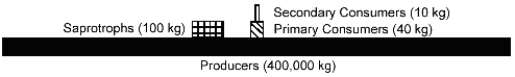 Figure 55-1 Use the figure to answer the corresponding question(s) .   -The distribution in Figure 55-1 could be inverted: A)  if the producers had a high rate of productivity and reproduction, coupled with intense predation. B)  if the rate of biomass production of the primary consumers is greater than that of the producers. C)  if the rate of productivity of the primary consumers is greater than the primary productivity. D)  if the standing biomass of the producers is greater than the biomass of all of the consumers. E)  only under artificial or laboratory conditions.
