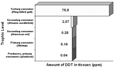 Figure 55-2 Use the figure to answer the corresponding question(s) .   -In Figure 55-2, the gull has the highest concentration of DDT because it is: A)  a more complex organism. B)  an older organism. C)  at the bottom of the food chain. D)  at the top of the food chain. E)  homoeothermic (warm-blooded) .