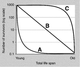 Figure 53-5 Use the figure to answer the corresponding question(s) .   -Refer to Figure 53-5.A population that produces a large number of offspring, but the offspring must survive independently, would be represented by the curve labeled: A)  A B)  B C)  C D)  Either A or B. E)  Either A, B, or C.