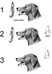 Figure 52-2 Use the figure to answer the corresponding question(s) .   -The first panel of the sequence in Figure 52-2 reflects: A)  trial-and-error. B)  negative reinforcement. C)  an irrelevant stimulus. D)  the conditioned response. E)  the unconditioned response.