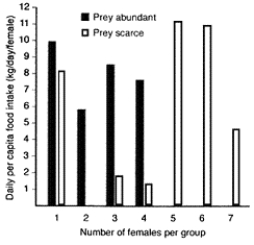 Figure 52-3 Use the figure to answer the corresponding question(s) .   -Which of the following statements accurately reflects the data in Figure 52-3? A)  Successful foraging is independent of prey density. B)  Hunting groups of two to three individuals are more effective at low prey densities. C)  Larger hunting groups are more effective at low prey densities. D)  Hunting groups of two to three individuals are more effective at all prey densities. E)  Successful foraging is independent of hunting group size.