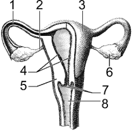Figure 50-3 Use the figure to answer the corresponding question(s) .   -Fertilization occurs within which of the structures in Figure 50-3? A)  1 B)  2 C)  4 D)  7 E)  8
