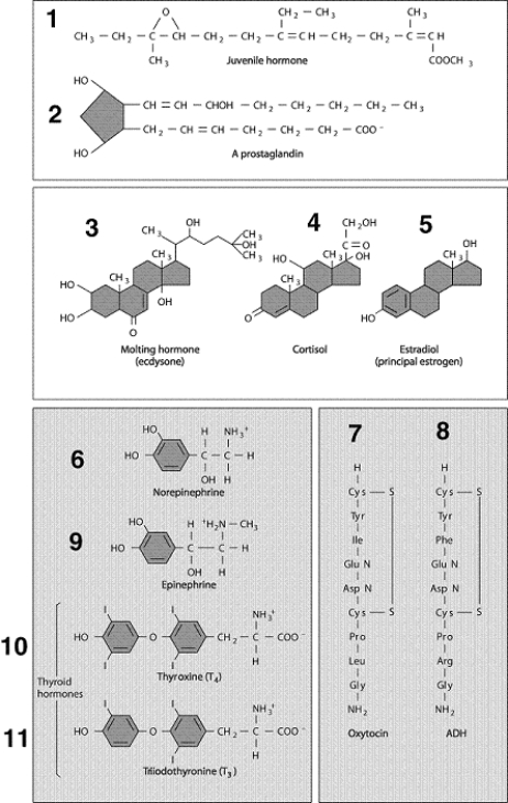 Figure 49-1 Use the figure to answer the corresponding question(s) .   -Which of the following statements about paracrine regulation is true? A)  The hormones released only stimulate the cells that secreted them. B)  The hormones released only inhibit the cells that secreted them. C)  The hormones released act on nearby target cells. D)  The hormones released are transported down axons. E)  The hormones released link the endocrine and nervous systems.