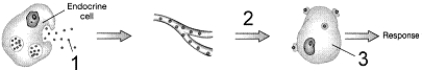 Figure 49-2 Use the figure to answer the corresponding question(s) .   -The second messenger for the hormone mechanism in Figure 49-2 is: A)  ATP. B)  G protein. C)  cAMP. D)  calmodulin. E)  Ca<sup>2+</sup>.