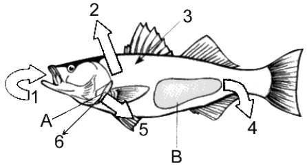 Figure 48-2 Use the figure to answer the corresponding question(s) .   -For a marine fish, the output from the kidney in Figure 48-2 would be: A)  a small volume of hypotonic urine. B)  a large volume of hypotonic urine. C)  a small volume of hypertonic urine. D)  a large volume of hypertonic urine. E)  a small volume of isotonic urine.