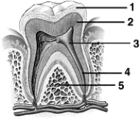 Figure 47-1 Use the figure to answer the corresponding questions.   -Refer to Figure 47-1.The root of the tooth is made up of the parts labeled: A)  4 and 5 only B)  3, 4, and 5 only C)  1, 2, and 3 only D)  1, 2, 3, and 4 only E)  1, 2, 3, 4, 5