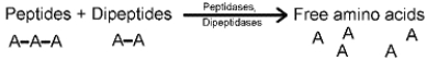 Which of the following statements accurately describes the following reaction?   A)  enzymatic digestion of carbohydrates in the mouth by enzymes secreted by the salivary glands B)  enzymatic digestion of proteins in the stomach by enzymes secreted by the pancreas C)  enzymatic digestion of lipids in the stomach by enzymes secreted by the liver D)  enzymatic digestion of proteins in the small intestine by enzymes secreted by the pancreas E)  enzymatic digestion of lipids in the small intestine by enzymes secreted by the pancreas