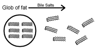 Figure 47-2 Use the figure to answer the corresponding question(s) .   -By what means are amino acids absorbed by the small intestine? A)  diffusion B)  facilitated diffusion C)  osmosis D)  passive transport E)  active transport