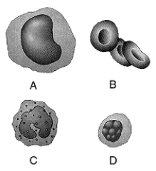 Figure 44-2 Use the figure to answer the corresponding question(s) .   -Refer to Figure 44-2.Cell type__________ is/are primarily responsible for the release of histamine in injured tissues and in allergic responses. A)  A only B)  B only C)  C only D)  D only E)  A and cell type D