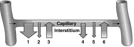 Figure 44-4 Use the figure to answer the corresponding question(s) .   -In Figure 44-4, the arrow most affected by blood pressure changes will be: A)  1 B)  2 C)  3 D)  5 E)  6