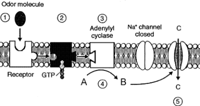 Figure 43-4 Use the figure to answer the corresponding question(s) .   -The signal/messenger responsible for opening the gated channel in Figure 42-4 is: A)  ATP. B)  ADP. C)  cAMP. D)  K<sup>+</sup>. E)  Na<sup>+</sup>.
