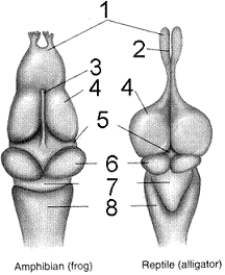 Figure 42-1 Use the figure to answer the corresponding question(s) .   -The function of the structure labeled 4 in Figure 41-1 is to: A)  regulate respiration. B)  coordinate complex muscular activities. C)  interpret visual stimuli. D)  act as a relay center for motor and sensory messages. E)  integrate olfactory information.