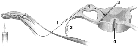 Figure 42-2 Use the figure to answer the corresponding question(s) .   -Refer to Figure 42-2.The type of neuron labeled 1 is: A)  a motor neuron. B)  a basal ganglion. C)  a sensory neuron. D)  a presynaptic neuron. E)  an interneuron.