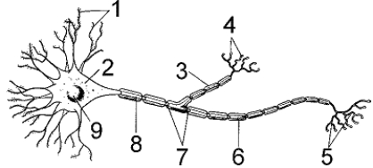 Figure 41-1 Use the figure to answer the corresponding question(s) .   -What would happen if all of the structures corresponding to the one labeled 6 in Figure 41-1 were removed from the neuron? A)  Impulse transmission would be faster. B)  Impulse transmission would be slower. C)  Impulse transmission would cease. D)  Continuous conduction would occur. E)  There would be no effect on transmission.