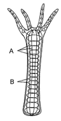 Figure 40-2 Use the figure to answer the corresponding question(s) .   -Which of the following statements about hydrostatic skeletons is true? A)  Compression of fluids causes movement of an animal body. B)  Hydrostatic skeletons permit very precise and delicate movements. C)  Fluid is moved throughout an organism due to alternating contractions of antagonistic muscles. D)  Contraction of the inner circular muscles causes the body of an organism to shorten. E)  Contraction of the outer longitudinal muscles causes the body of an organism to lengthen.