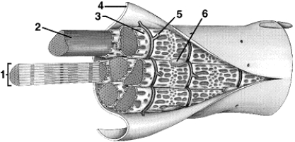 Figure 40-4 Use the figure to answer the corresponding question(s) .   -Calcium ions are commonly stored in the __________ of the muscle cell. A)  axon B)  myosin C)  sarcoplasm D)  sarcoplasmic reticulum E)  T tubules