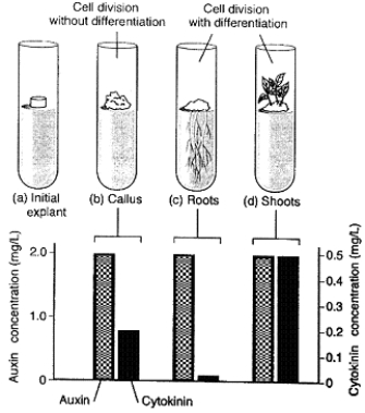 Figure 38-1 Use the figure to answer the corresponding question(s) .   -One conclusion that can be drawn from Figure 38-1 is that: A)  a low ratio of auxin to cytokinin stimulates root development. B)  a low ratio of auxin to cytokinin stimulates shoot development. C)  a low ratio of auxin to cytokinin results in undifferentiated growth. D)  a low ratio of auxin to cytokinin stimulates the formation of an entire plant. E)  a low ratio of auxin to cytokinin results in no growth.