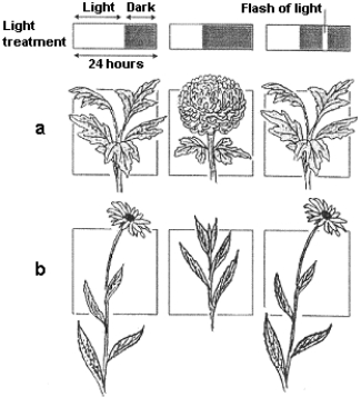 Figure 38-2 Use the figure to answer the corresponding question(s) .   -The plant in row b of Figure 38-2 demonstrates a photoperiodic response characteristic of: A)  short-day plants. B)  day-neutral plants. C)  long-day plants. D)  long-night plants. E)  intermediate-day plants.