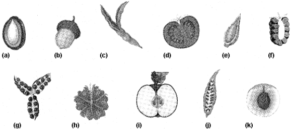 Figure 37-4 Use the figure to answer the corresponding question(s) .   -Refer to Figure 37-4.Which of the fruits listed is botanically classified as a berry? A)  c B)  d C)  f D)  g E)  h