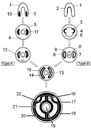 Figure 30-1 Use the figure to answer the corresponding question(s) .   -Refer to Figure 30-1.The development pattern labeled Type B is characteristic of: A)  arthropods. B)  platyhelminths. C)  cnidarians. D)  echinoderms. E)  annelids.