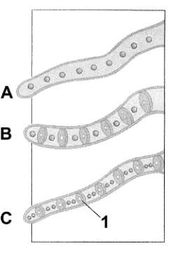 Figure 29-1 Use the figure to answer the corresponding question(s) .   -In a fungus, a complex multicellular reproductive structure is called: A)  a hypha. B)  a gametangium. C)  a fruiting body. D)  an oogonium. E)  an antheridium.