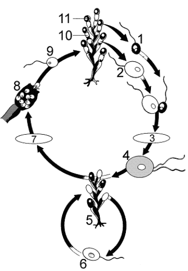Figure 29-2 Use the figure to answer the corresponding question(s) .   -An example of a member of phylum Zygomycota is: A)  the common edible mushroom. B)  yeast. C)  the black bread mold. D)  the truffle. E)  a microsporidium..
