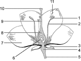 Figure 28-1 Use the figure to answer the corresponding question(s) .   -The structure labeled 2 in Figure 28-1 is the: A)  stigma. B)  style. C)  receptacle. D)  ovary. E)  filament.
