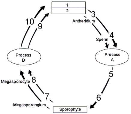 Figure 27-3 Use the figure to answer the corresponding question(s) .   -The life cycle in Figure 27-3 could represent: A)  a moss. B)  a whisk fern. C)  a club moss D)  a horsetail. E)  a liverwort.