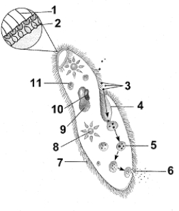 Figure 26-1 Use the figure to answer the corresponding question(s) .   -In ciliates macronuclei control __________. A)  reproduction only B)  growth only C)  metabolism only D)  movement only E)  both growth and metabolism